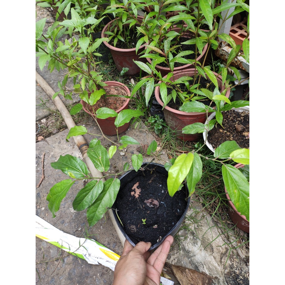 Cây tiêu lốp- tiêu ớt- tiêu malaysia - tiêu lốt cây giống