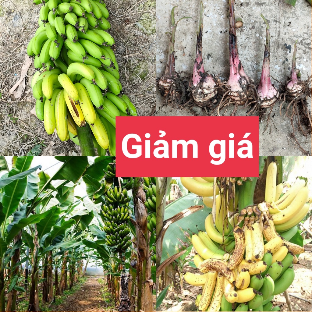 Cây giống chuối  già hương siêu trái .