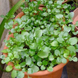 Hạt Giống Xà Lách Xoong Mỹ Chịu Nhiệt, Dễ Trồng 1gr