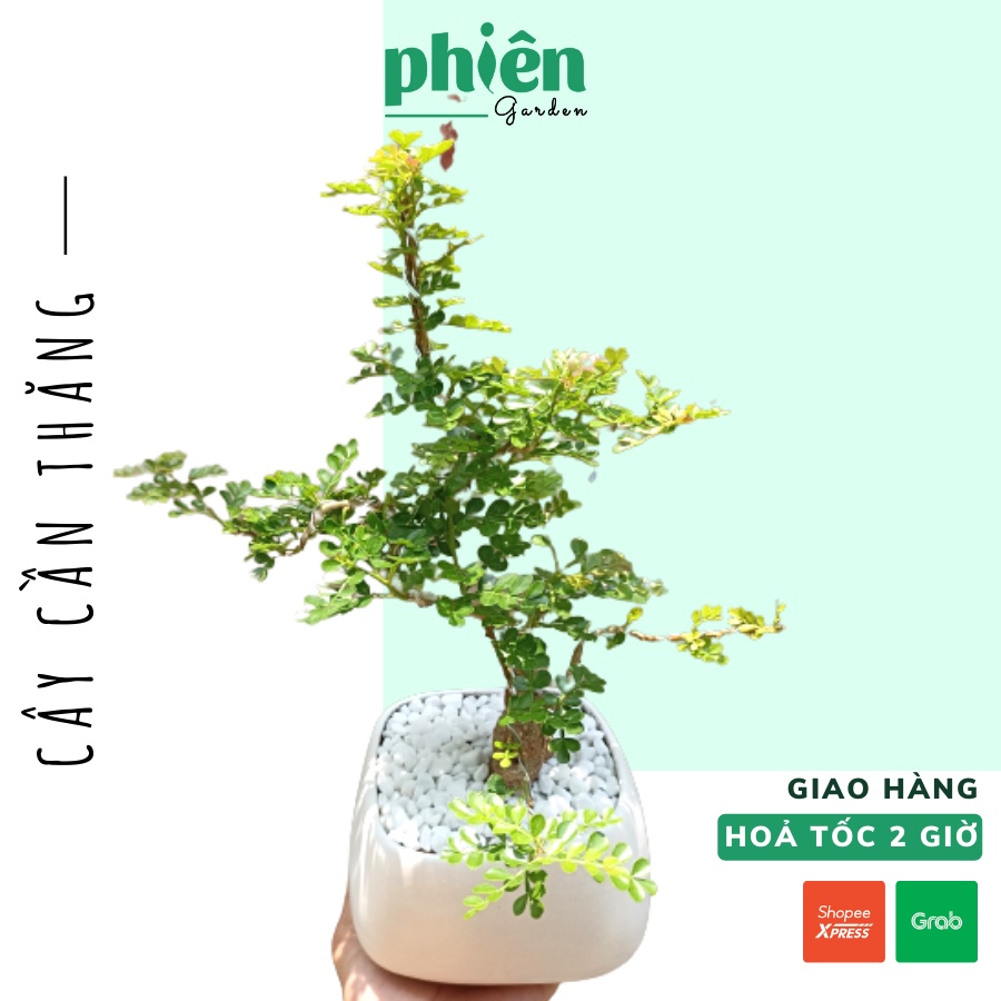 Cây Cần Thăng để bàn kèm chậu gốm tráng men, cây Bonsai đẹp