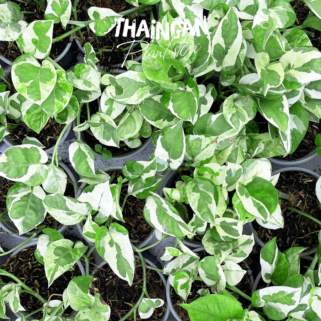 Trầu Bà Sữa - Vườn Ươm Thái Ngân