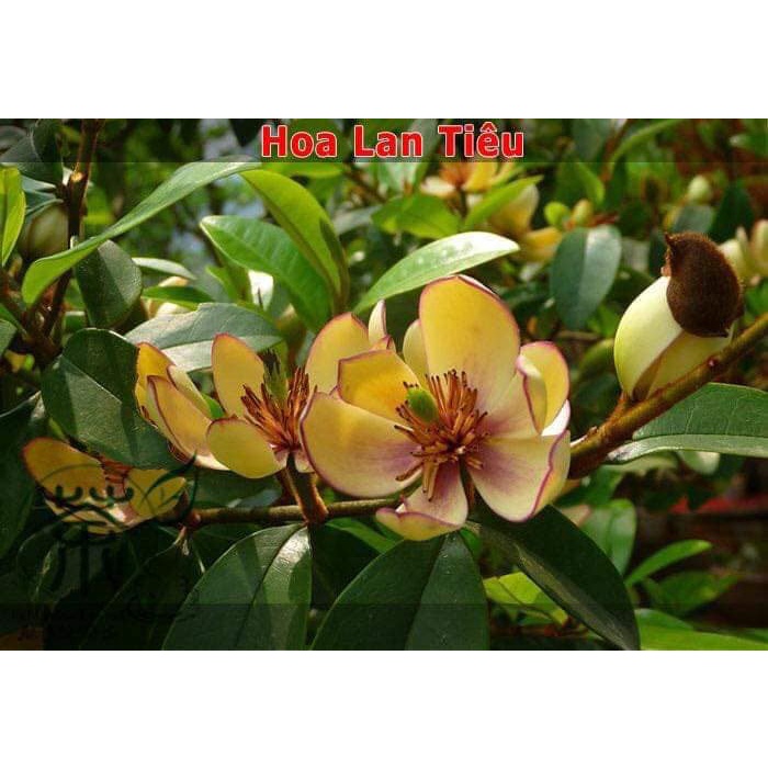 Cây giống hoa lan tiêu hay cây hoa hàm tiếu