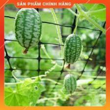 VNUA -  HẠT GIỐNG DƯA HẤU TÍ HON GÓI 20 HẠT