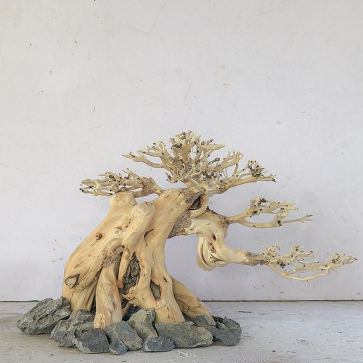 Bonsai thủy sinh MINI - HẢI SA QUỲ ghép tán xương chùm