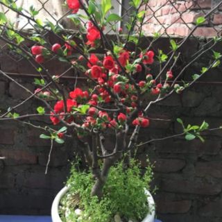 Mai đỏ đang nụ hàng chơi tết