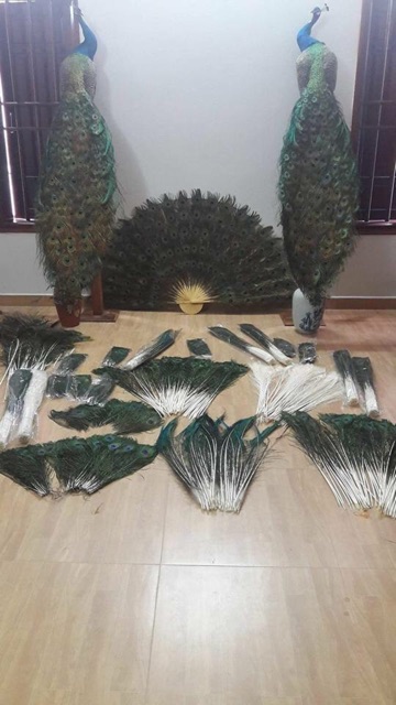 30 lông công 68cm LOẠI 1, to đẹp | BigBuy360 - bigbuy360.vn