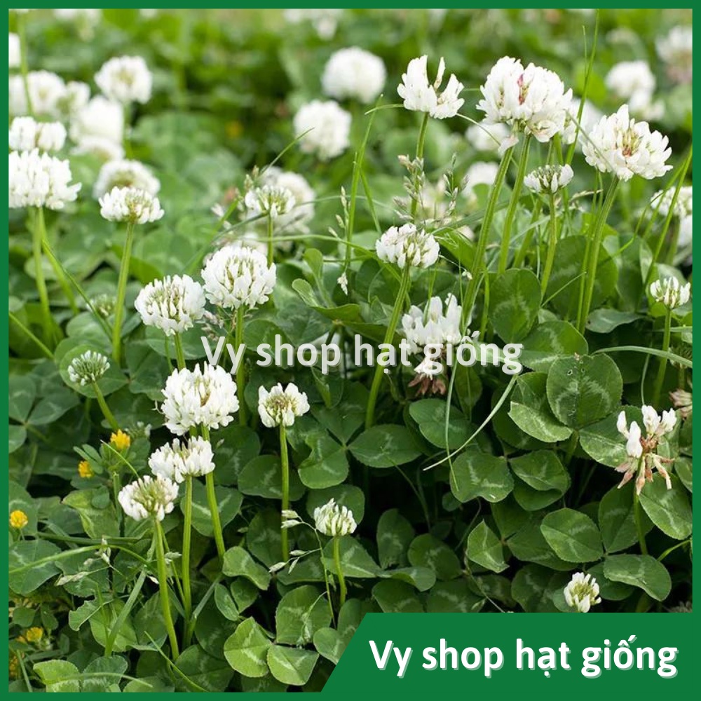 Hạt giống cỏ ba lá trắng  gói 200 hạt