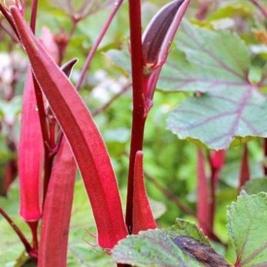 Hạt giống đậu bắp đỏ (tặng phân)