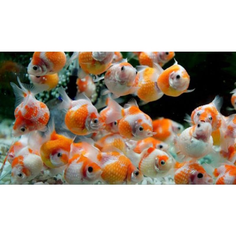 CÁ Ping Pong - Ranchu
