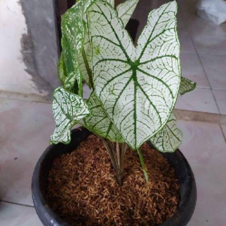 Cây Caladium White Christmas
