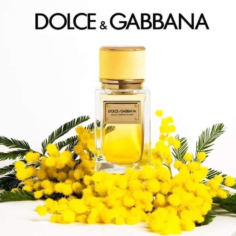 DOLCE GABBANA Velvet Mimosa mẫu thử nước hoa cao cấp