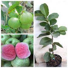 Chậu Cây ỔI RUBY RUỘT ĐỎ đang bông.