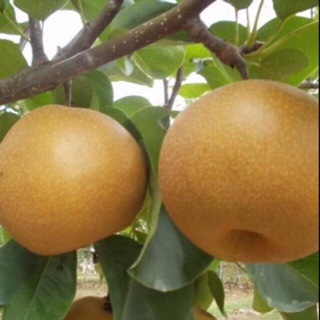 Cây lê nâu ( mắc cọp)