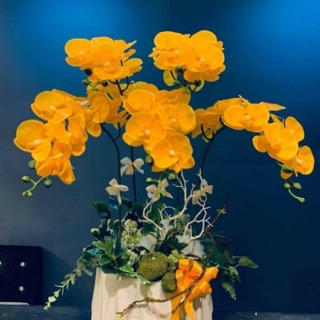 LAN HỒ ĐIỆP CAO SU 7 BÔNG