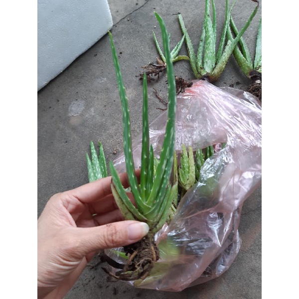 combo 5 cây nha đam (thái hoặc mỹ)