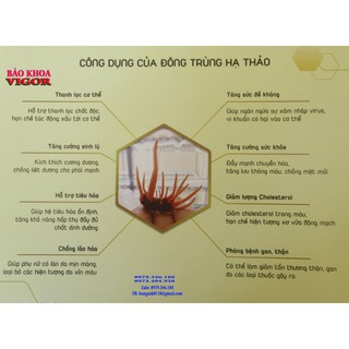 Đông trùng hạ thảo sấy thăng hoa vigor