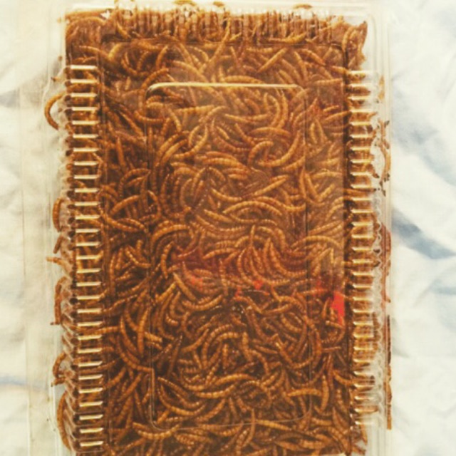 Sâu rang bơ size trung