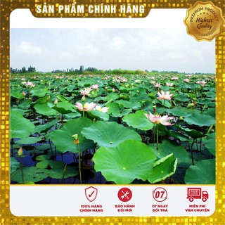 Hạt Giống Sen Hồng Việt Nam(10 hạt)