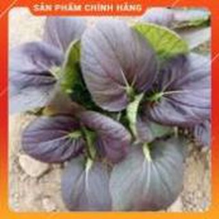 Hạt giống cải chíp đỏ gói 2 gram