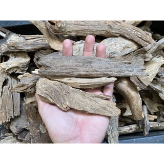 Lũa thuỷ sinh - Săn đá (100gram)