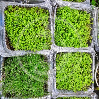 Cây Trân Châu Ngọc Trai - Cây thuỷ sinh tiền cảnh