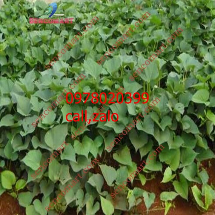 Máy thái bèo tây ,rau cải ,rau muống giá rẻ nhất miền bắc