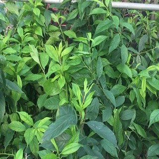 2 Cây giống Mận hậu