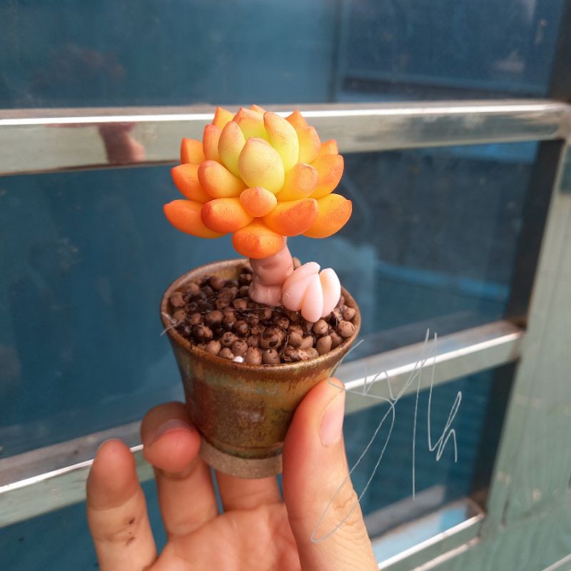 Sen đá đất sét đồng giá 59k