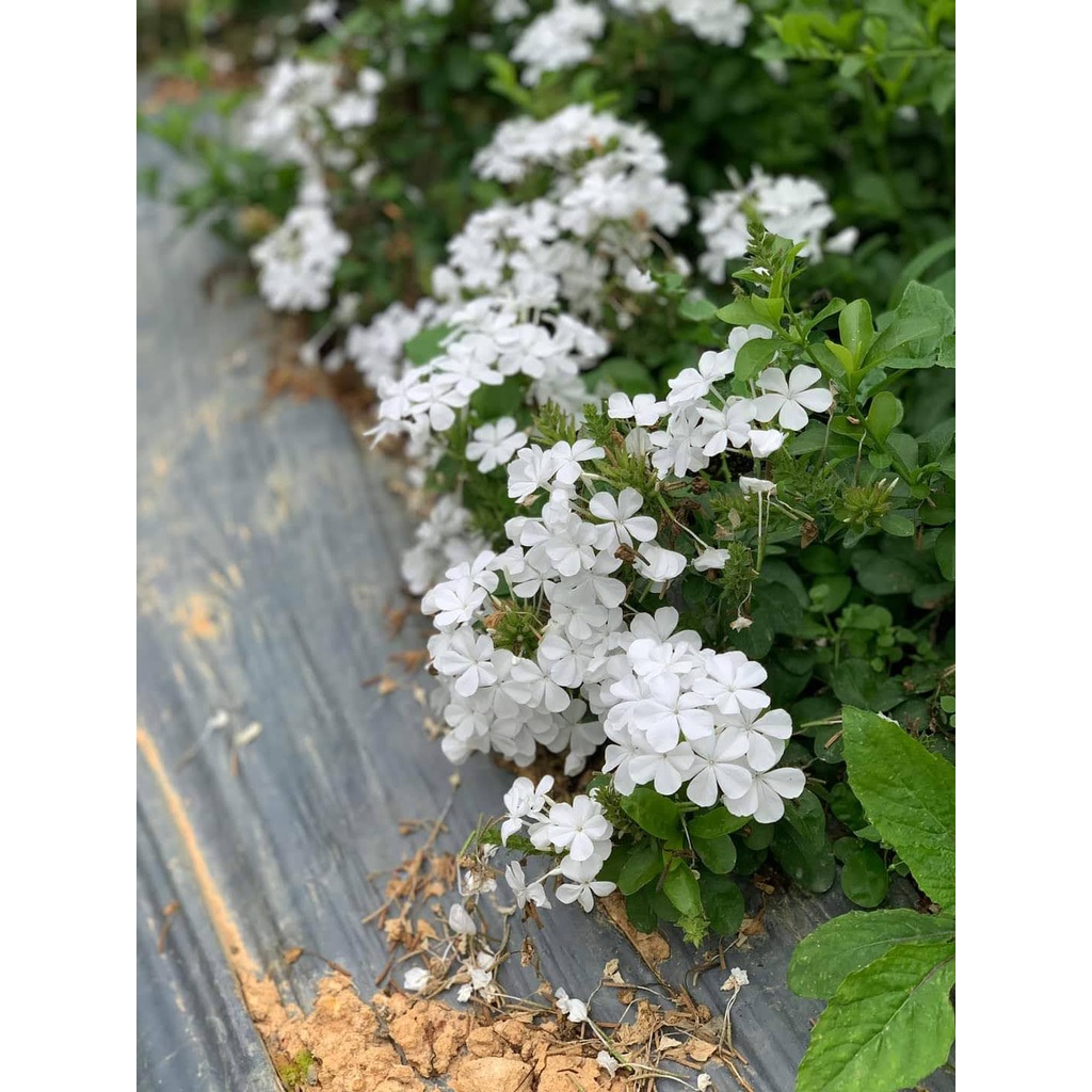 Chậu cây hoa bạch xà, đuôi công hoa trắng, white plumbago