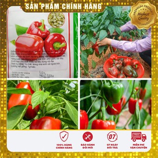 Hạt Giống Ớt Chuông Ngọt Đỏ-10 hạt