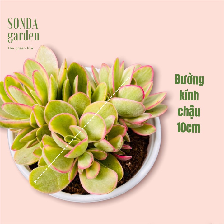 Sen đá bướm var mini SONDA GARDEN size trung bình 10-12cm, cây cảnh trang trí nhà cửa, lỗi 1 đổi 1