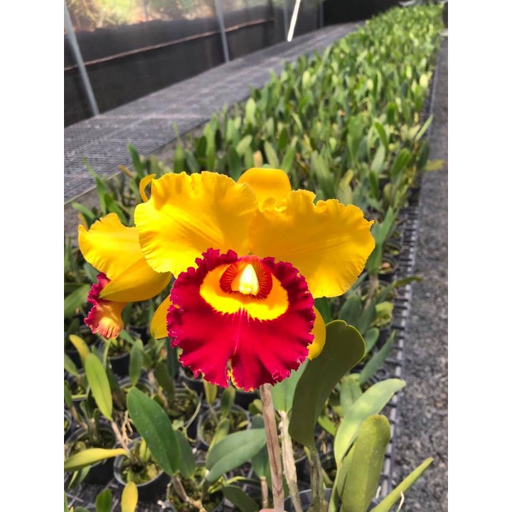 Hoa Lan Cattleya- KIM THÁI BÌNH- chậu trưởng thành