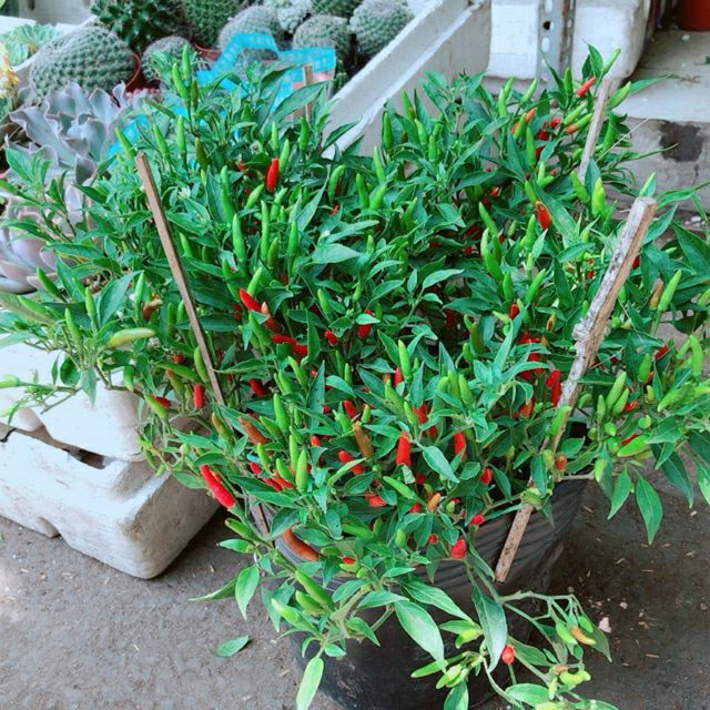 Cây 🌲 Ớt Hiểm....cay khủng đang trái