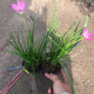 Cây hoa tóc tiên trồng bịch đen (cây huệ mưa)[Như Hình]