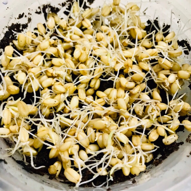 Hạt Giống Cỏ Lúa Mì Cho Chó Mèo Thỏ Hamster