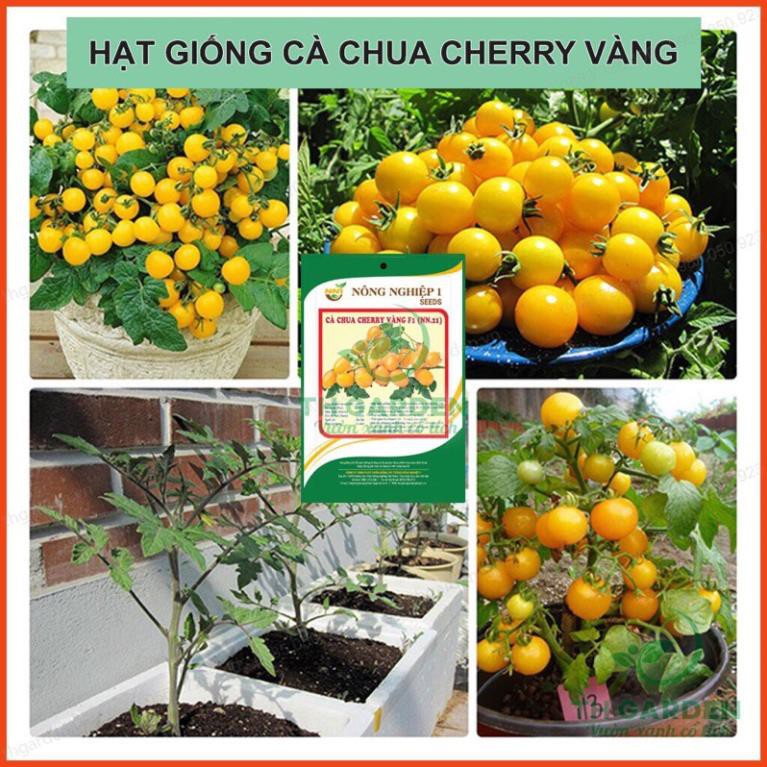 Hạt giống cà chua cherry vàng