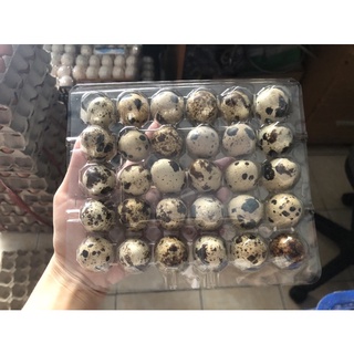 Combo 60 trứng cút