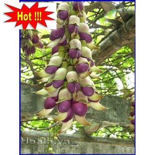 Hoa leo Huyết long 10 hạt
