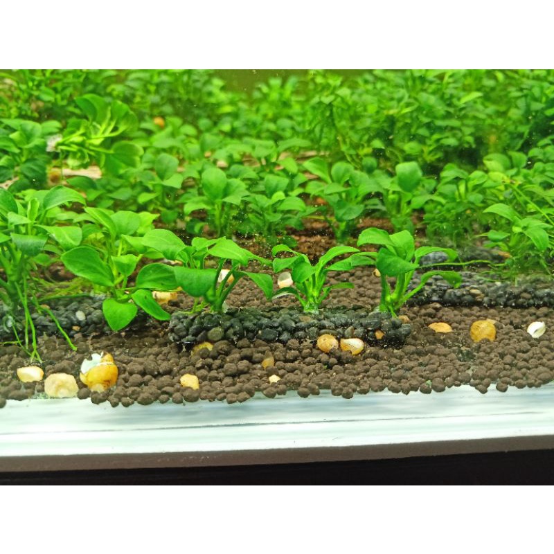 GIÁ THỂ 4 NGỌN RÁY NANA PETITE THÁI - TRANG TRÍ HỒ TÉP