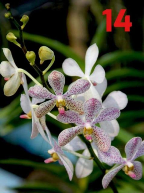 MOKARA CẮT CÀNH GIỐNG