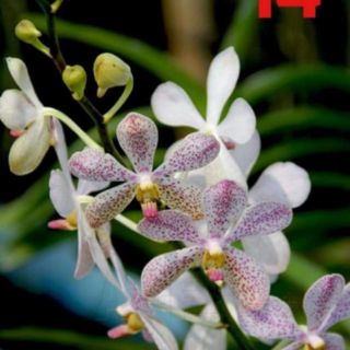 MOKARA CẮT CÀNH GIỐNG