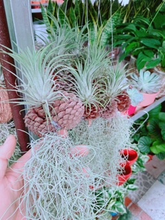 Chậu cây không khí size lớn