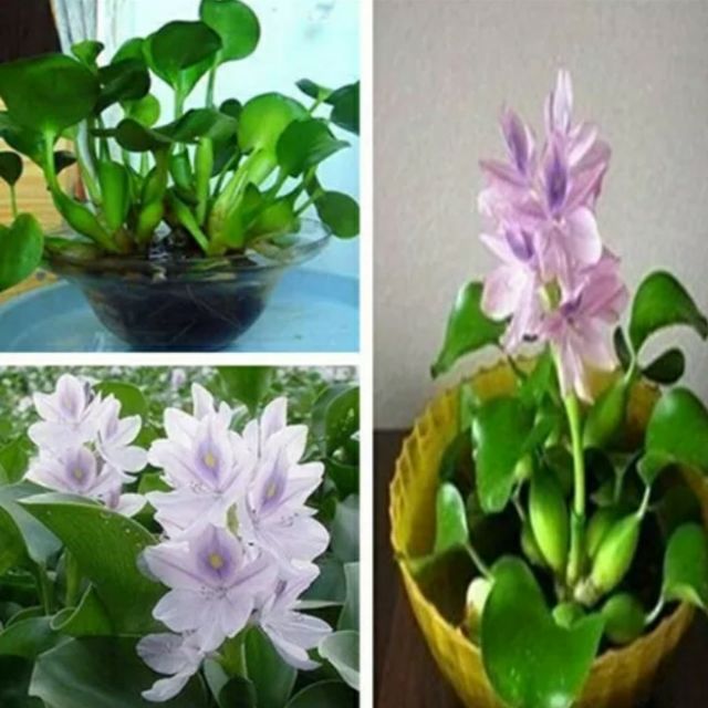 cây lục bình bán số lượng lớn 10k/1 cây