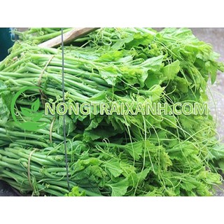 20h - hạt giống bí siêu ngọn mập giòn ngọt