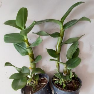 Hoa lan Denro lưỡi bò tím