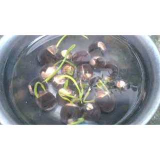 10 hạt giống sen mini Nhật (nhiều màu)