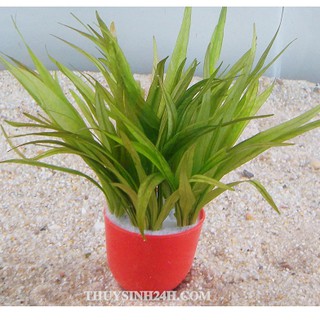 CỎ THÌA TIỂU THUỶ SINH (8 cây)