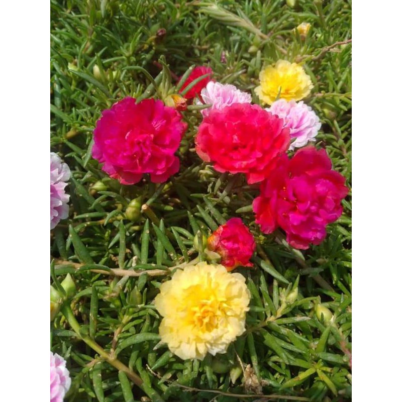 Hoa mười giờ Thái kép 25k/kg mix màu (cành hoa)
