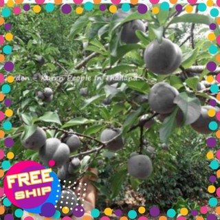 Cây mận đen chuẩn giống năng suất cao + Tặng 02 cây nhót ngọt