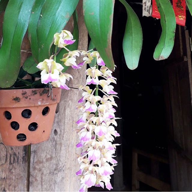 Lan tam bảo sắc - 1cay 15k
